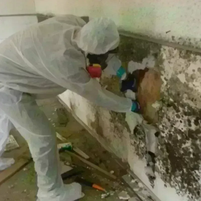 Mold Remediation and Removal in Marysville, MI